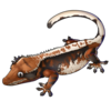 Crested Gecko: Tri-Color